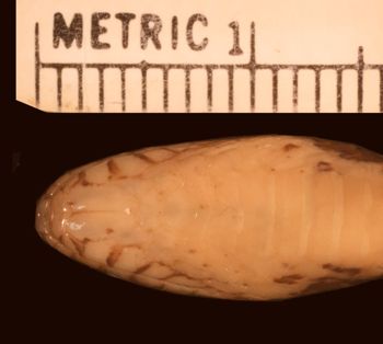 Media type: image;   Herpetology R-29294